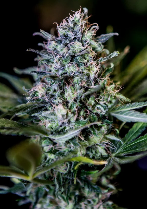 CBD+ 1:20 van Positronics Seeds