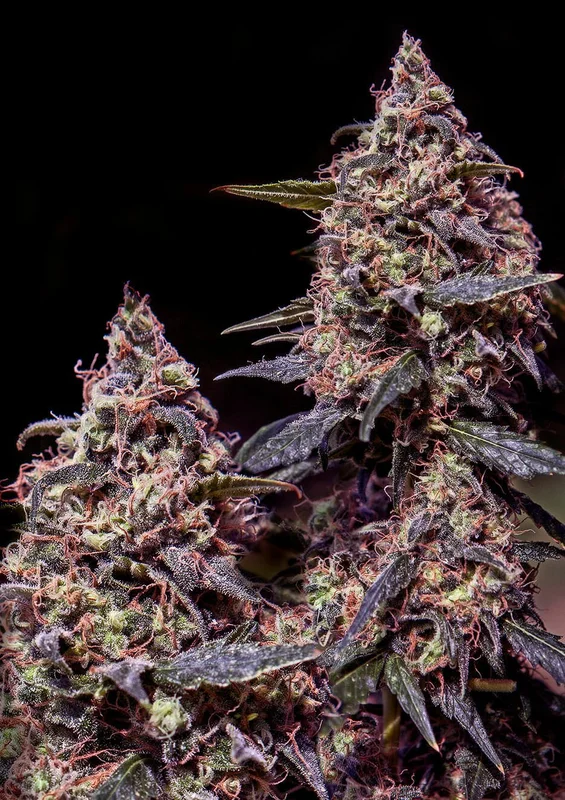 Somango#47 van Positronics Seeds