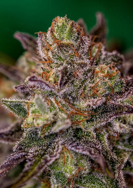 Purple Cherry van Positronics Seeds