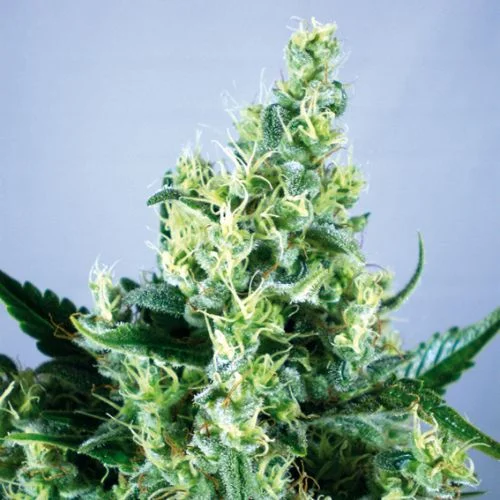 Claustrum van Positronics Seeds