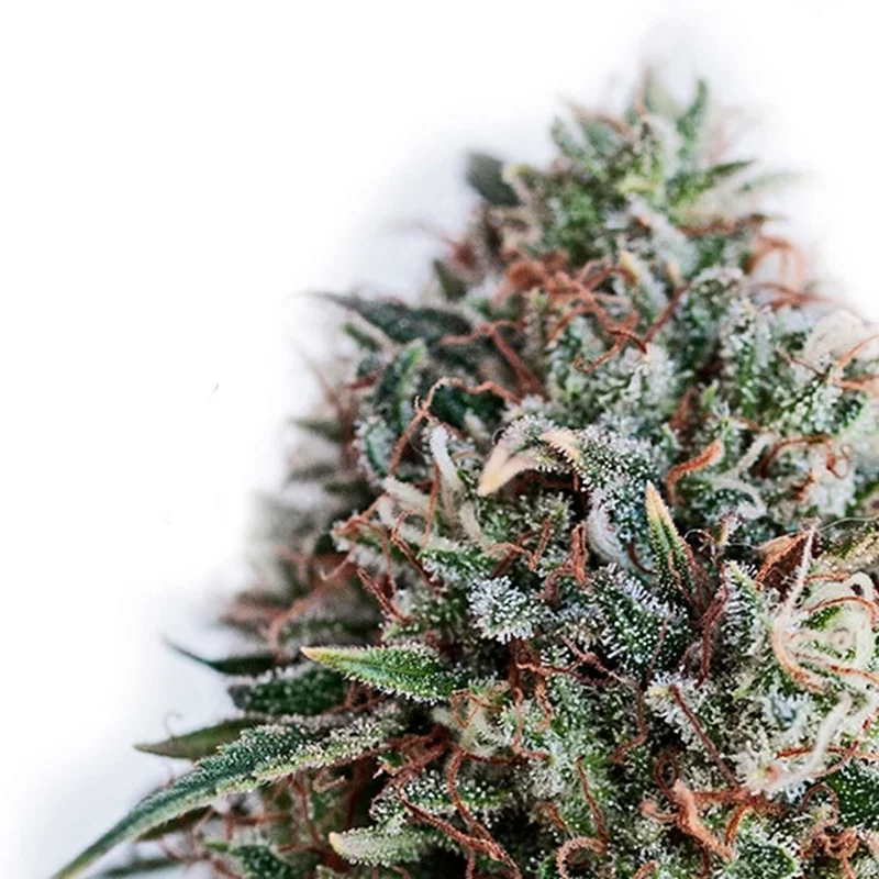 CBD+ Critical 47 van Positronics Seeds