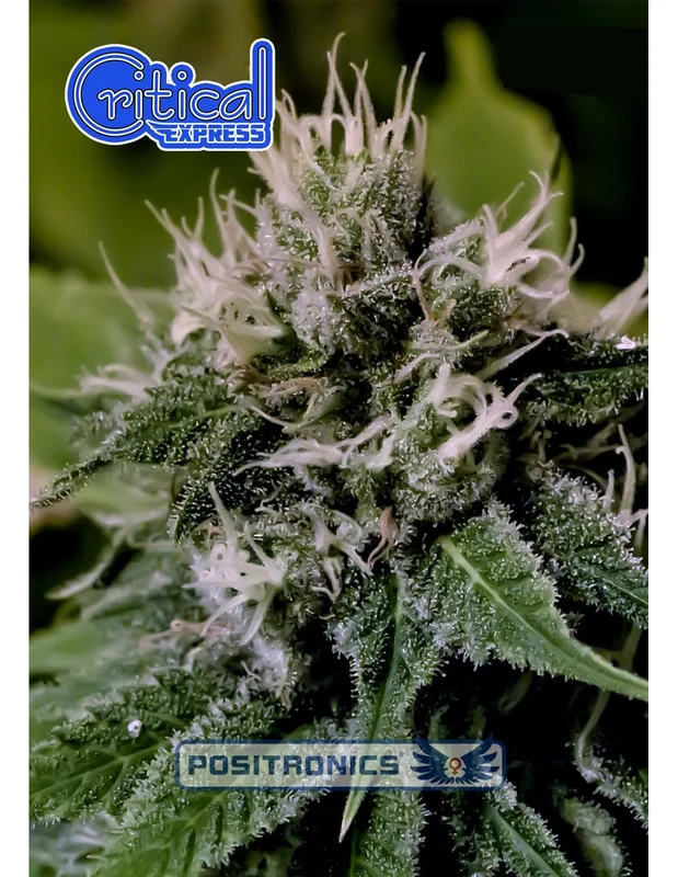 Critical Express van Positronics Seeds