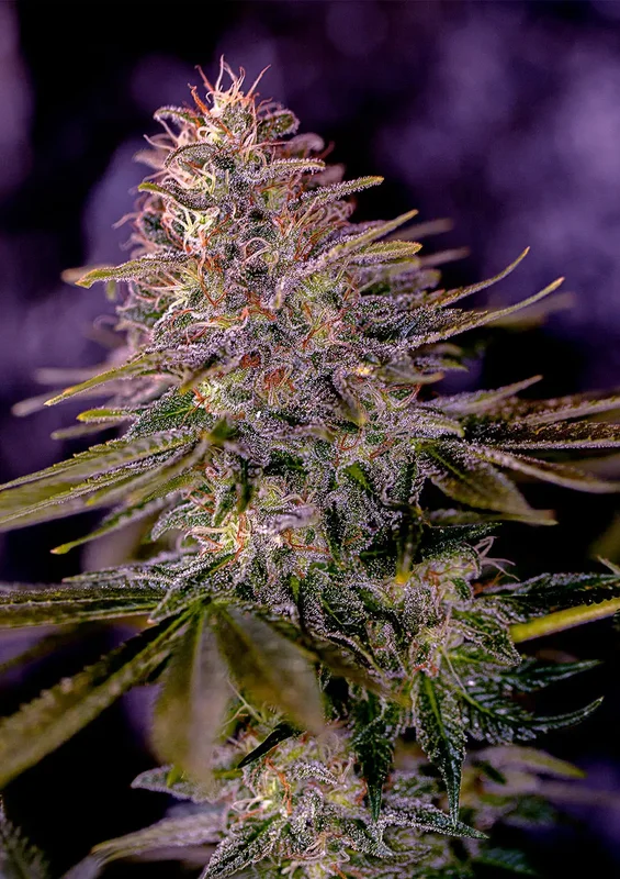 American Purple van Positronics Seeds