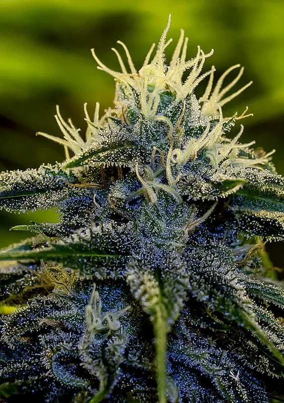Afghan van Positronics Seeds
