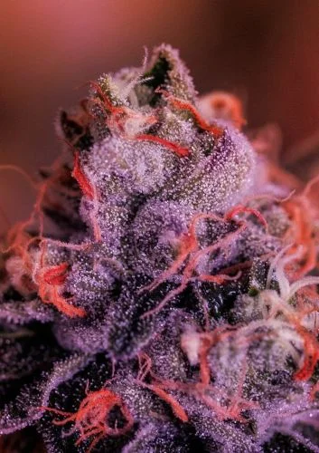 Gordo Master Kush van Positronics Seeds
