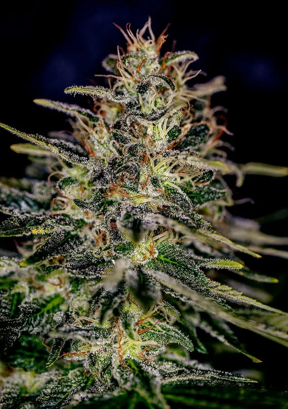 Lemon Trip van Positronics Seeds