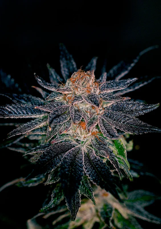 Gelato#47 van Positronics Seeds