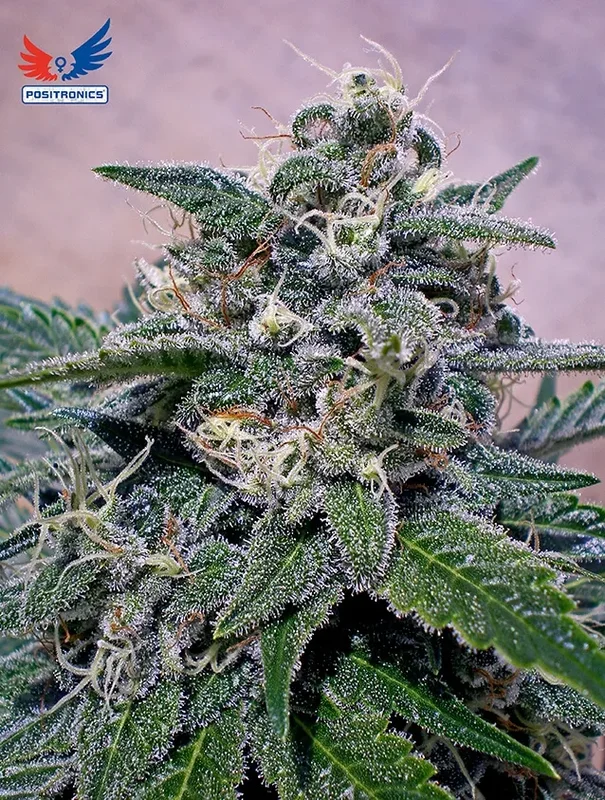 Super Cheese van Positronics Seeds
