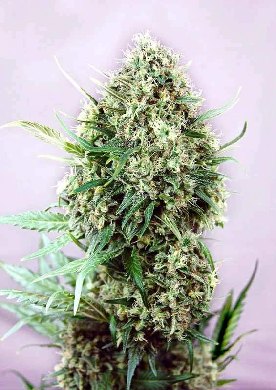Jack Diesel van Positronics Seeds