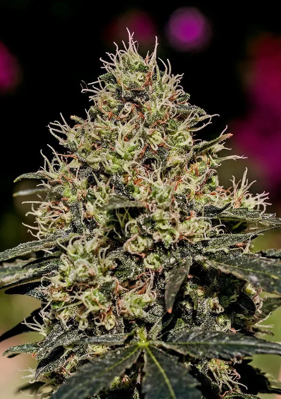 Critical#47 van Positronics Seeds