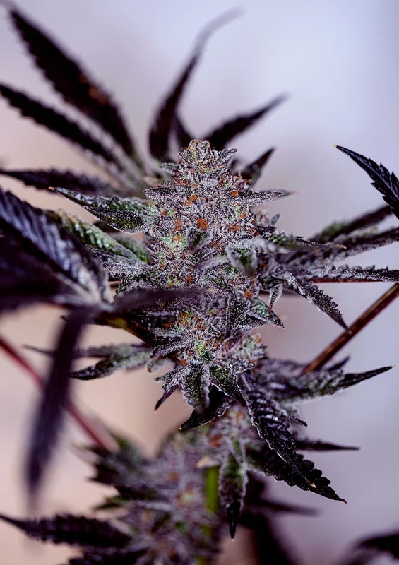 Purple Cherry van Positronics Seeds