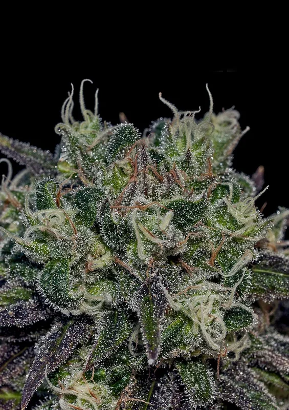 Black Widow van Positronics Seeds