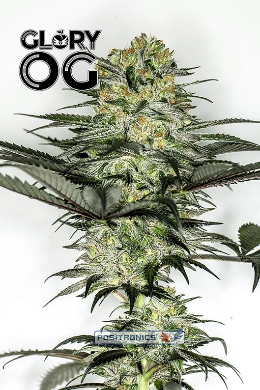 Glory OG van Positronics Seeds
