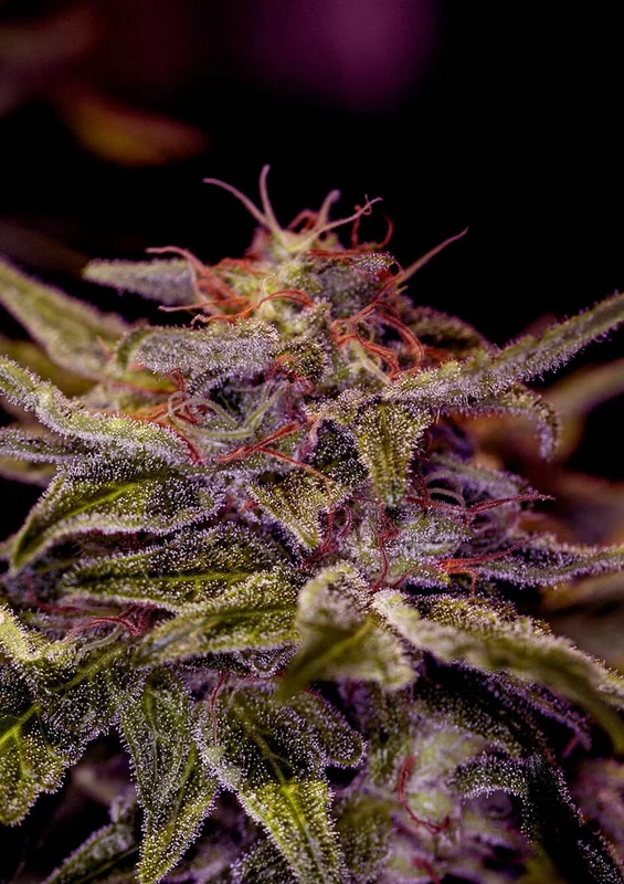 Z Valley van Positronics Seeds