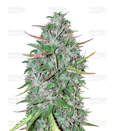 Critical #47 van Positronics Seeds