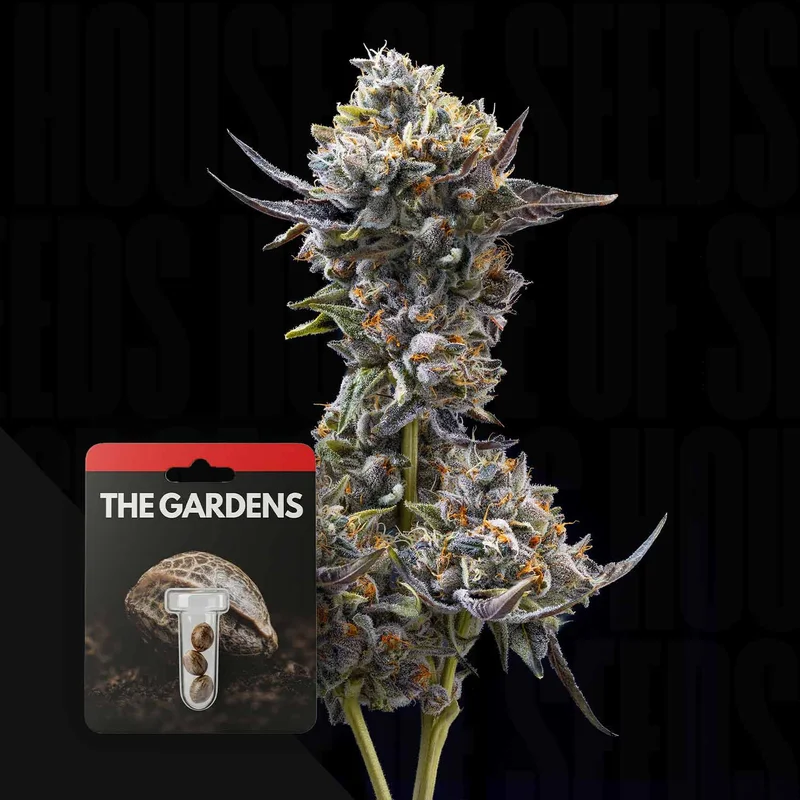 Znackz X Lazer Gun van Preferred Gardens