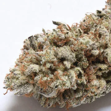 Cake Bomb by Prolific Coast Seeds