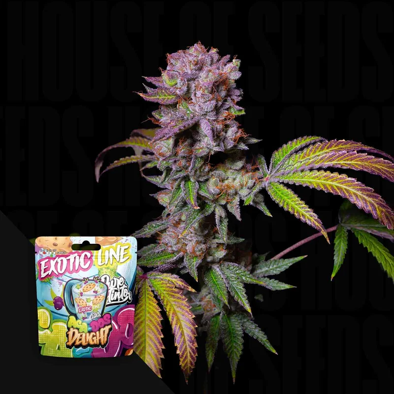 Aca-Dos Delight van Pure Instinto