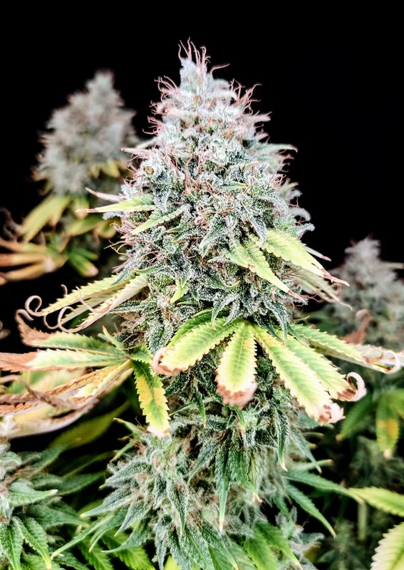 Apple OG van Pure Instinto