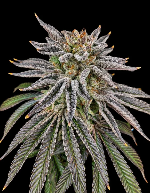 Yuzu Grape Kush van Pure Instinto