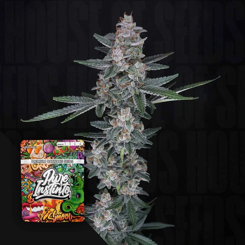 Tri-Whip Kush van Pure Instinto