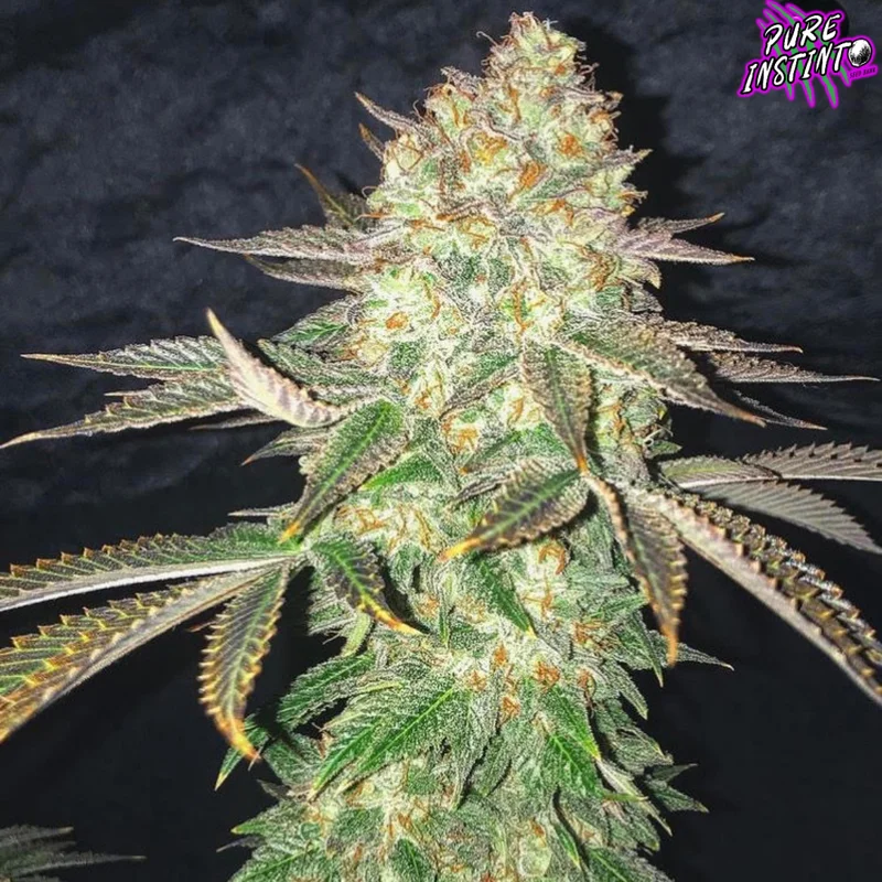 Spooky OG van Pure Instinto