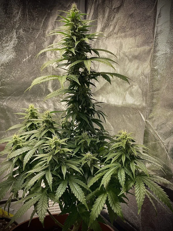 Strawberry Shortcake van Pure Instinto