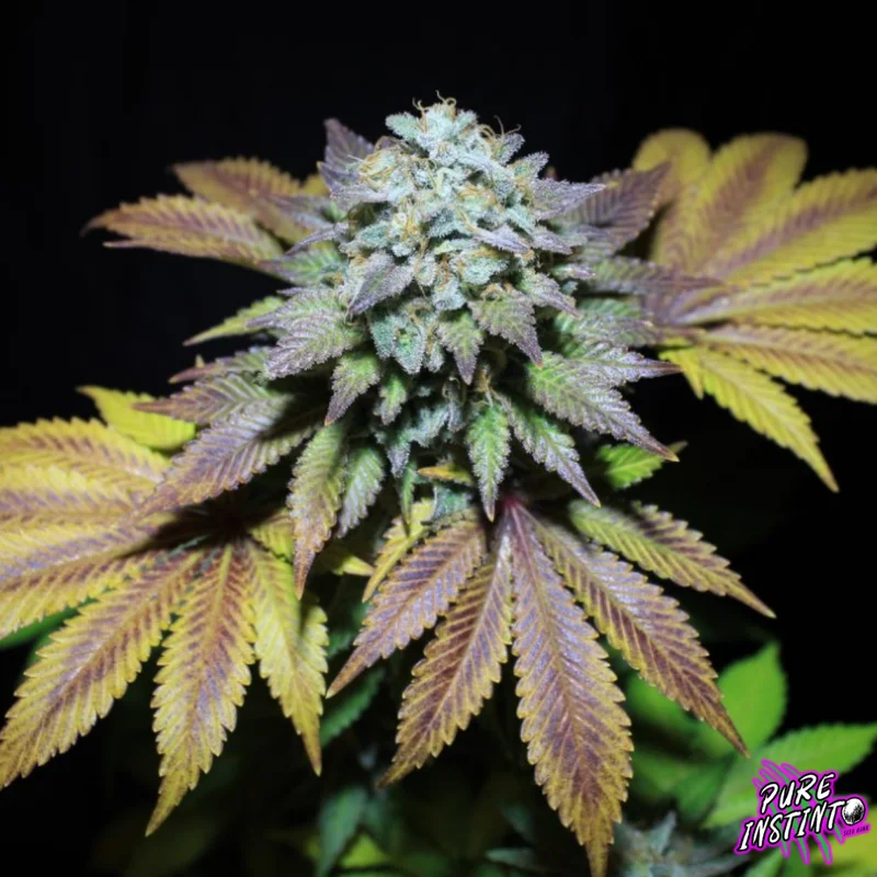 Gorilla Cookies van Pure Instinto