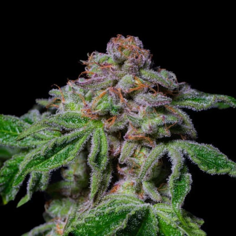 Sour Aloha van Pure Instinto