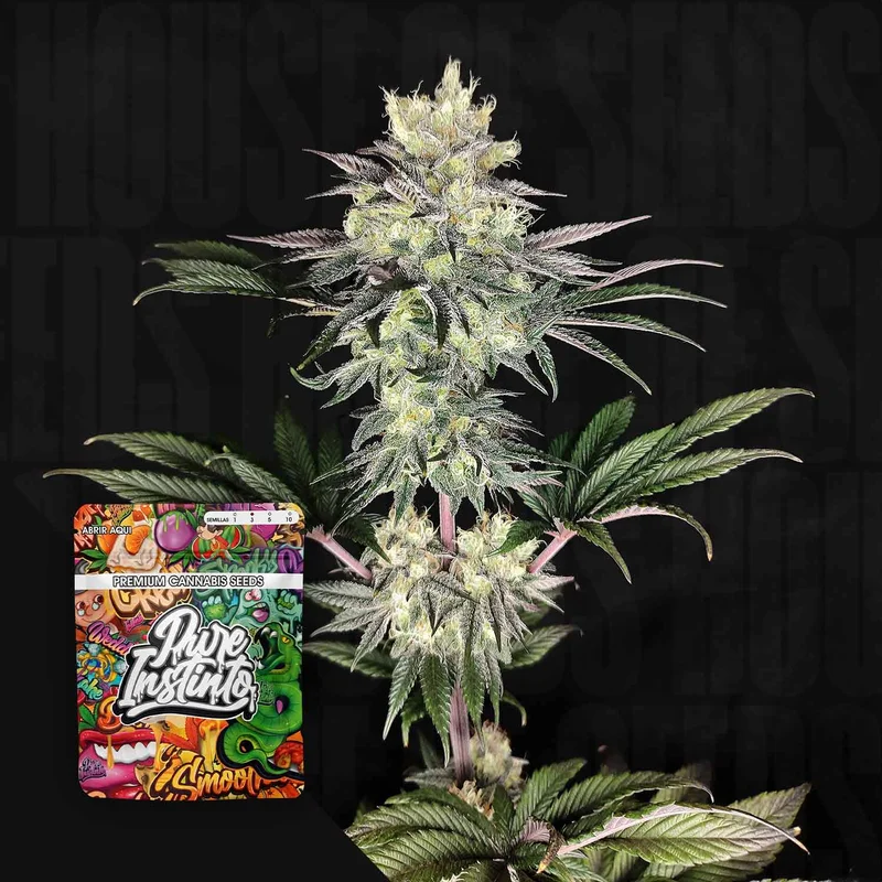 Yuzu Grape Kush van Pure Instinto