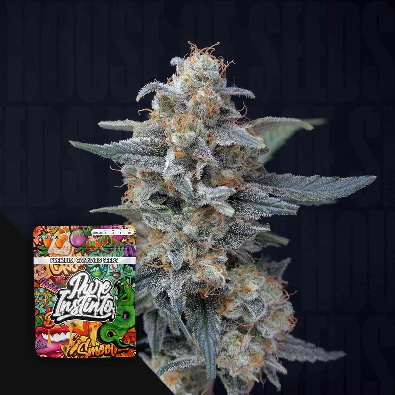 Honeyed Cream Dream van Pure Instinto