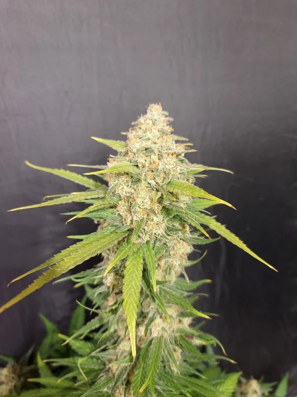 Melon Gum van Pure Instinto