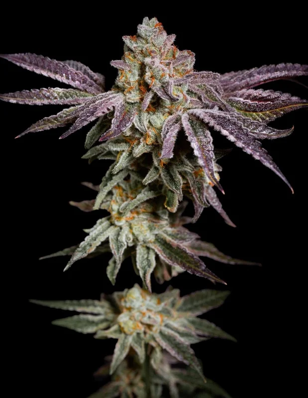 Insanity OG van Pure Instinto