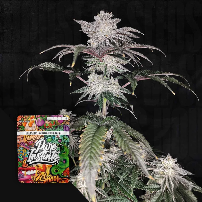 Cherry Melt van Pure Instinto