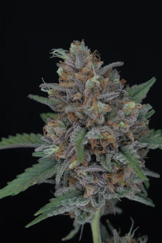 Purple Punch van Pure Instinto