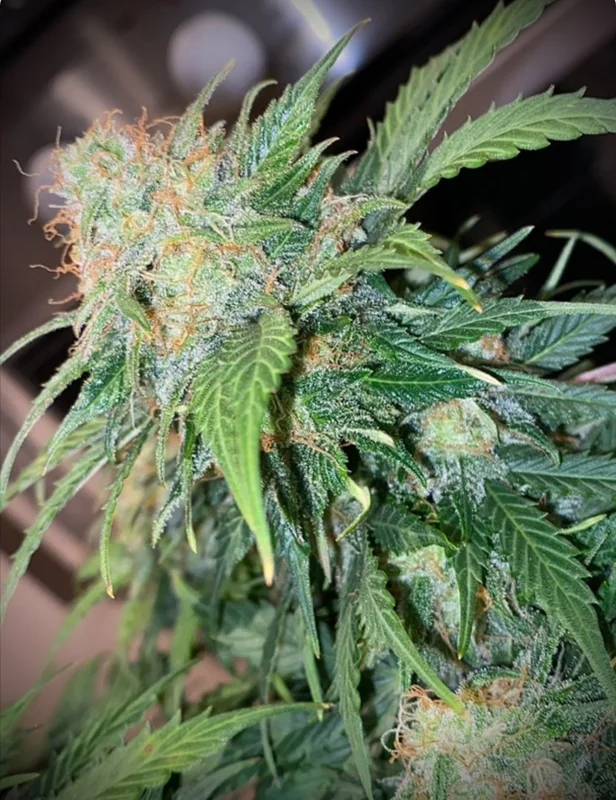 Clementine Dream van Pure Instinto