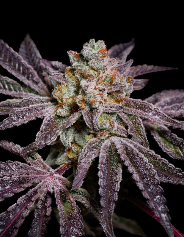 Insanity OG van Pure Instinto