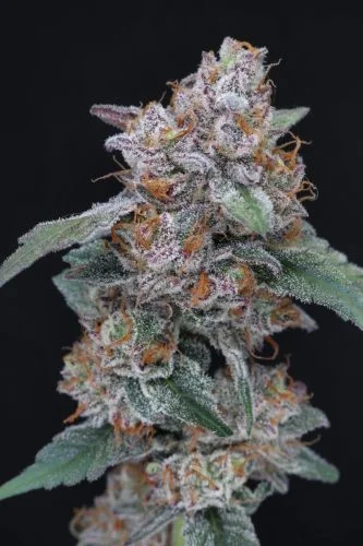 SherBacio OG van Pure Instinto