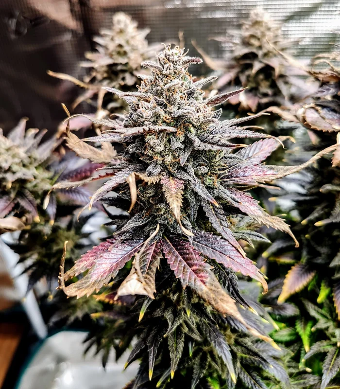 Mimosa van Pure Instinto