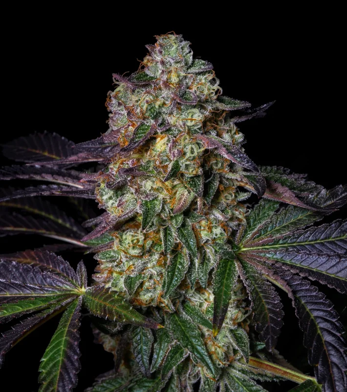 Kushmallow van Pure Instinto