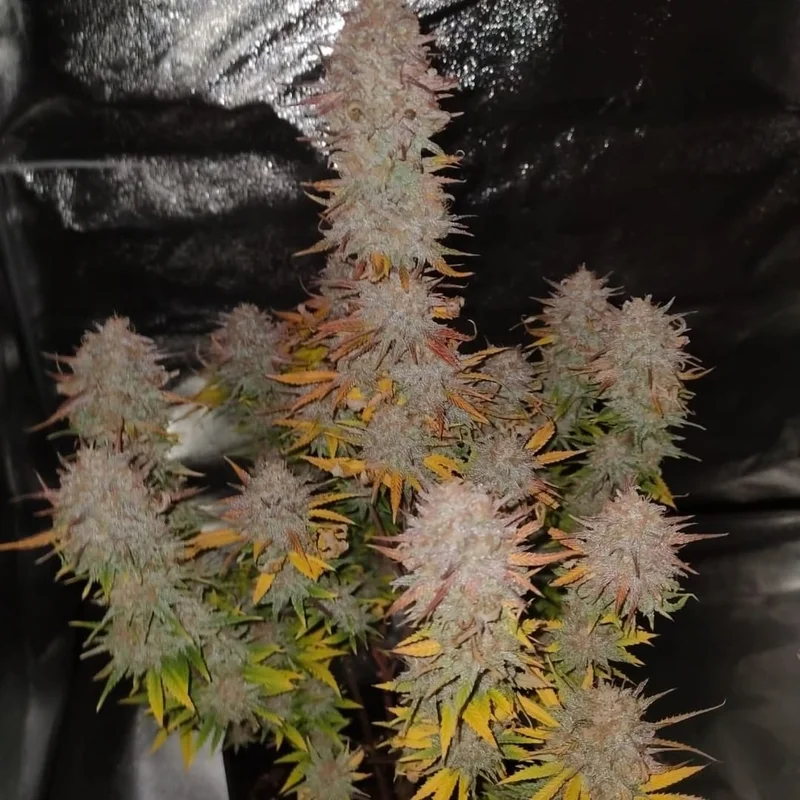 Sticky Gorilla #4 van Pure Instinto