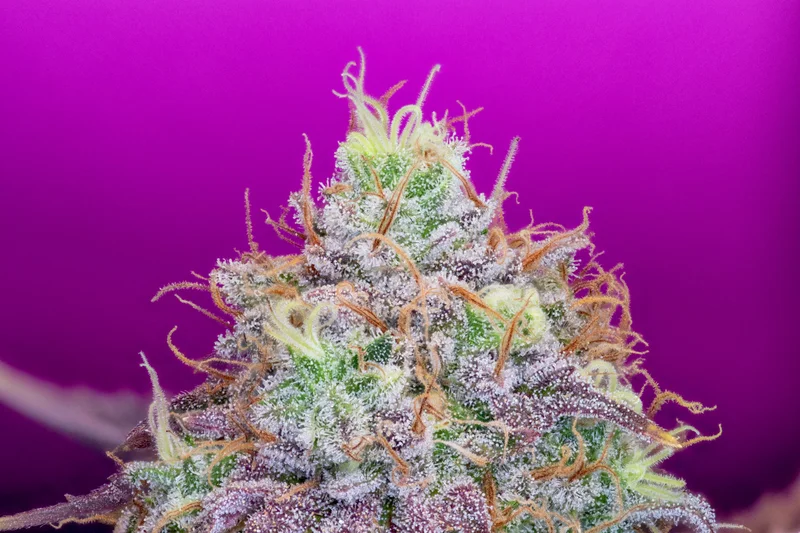 Watermelon Zkittles van Pure Instinto