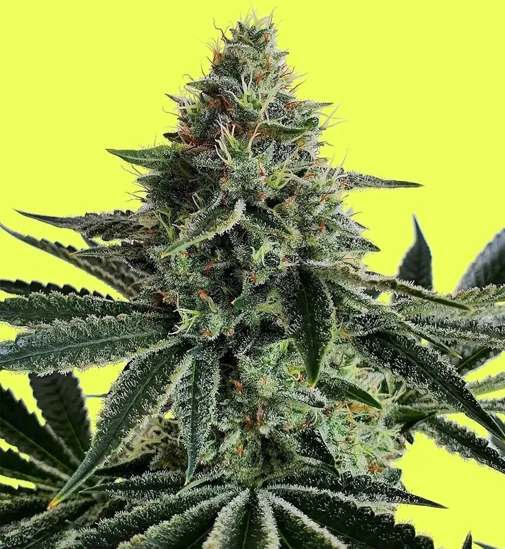 Lemon Storm van Pure Instinto