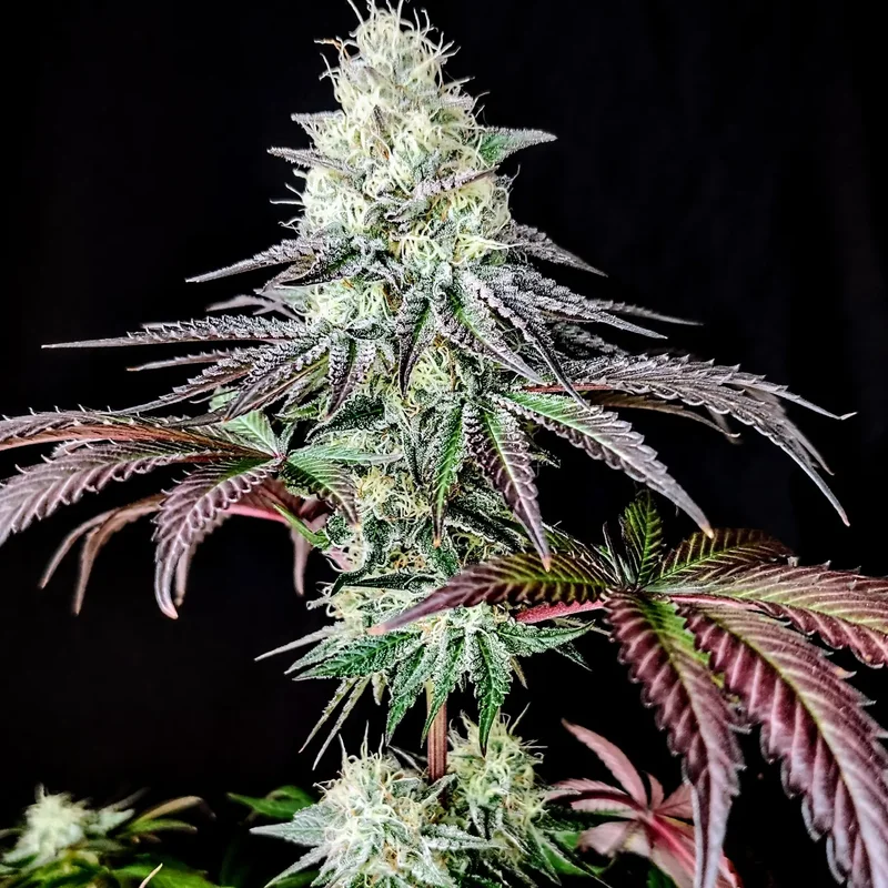 Garlic Cookies van Pure Instinto