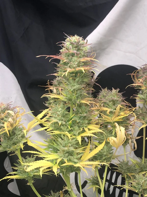 Girl Scout Kush van Pure Instinto