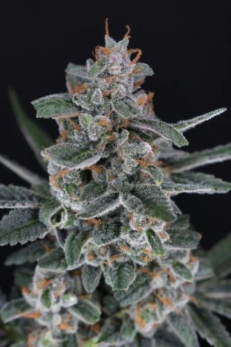Tri-Whip Kush van Pure Instinto