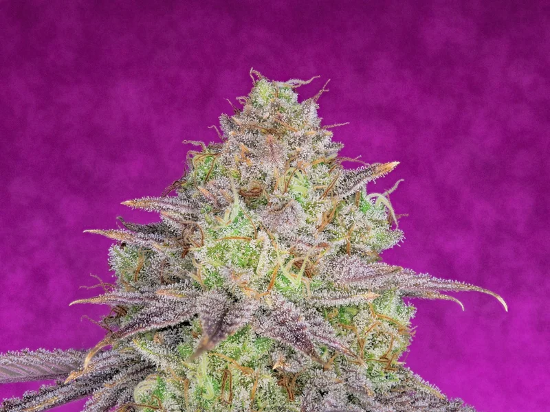 Shiskaberry van Pure Instinto