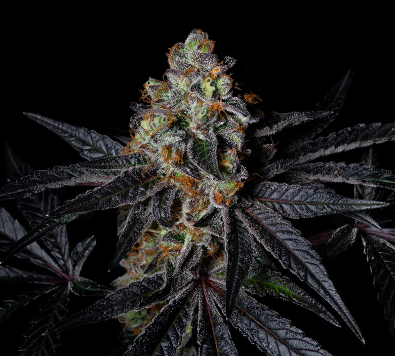 Diamond Dust van Pure Instinto