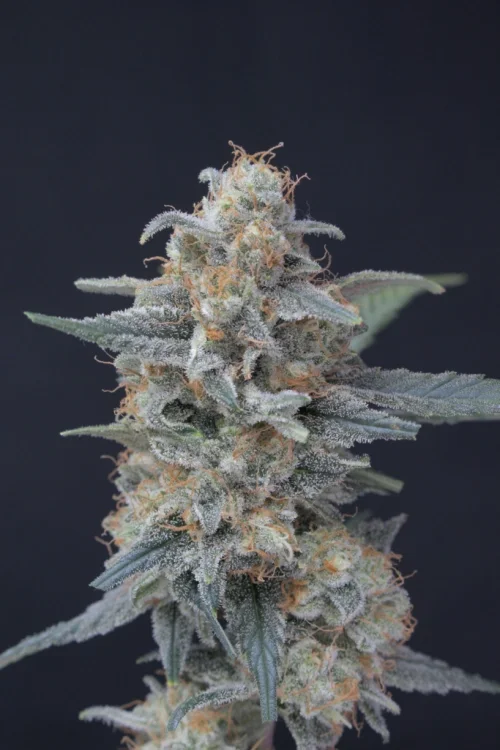 Honeyed Cream Dream van Pure Instinto