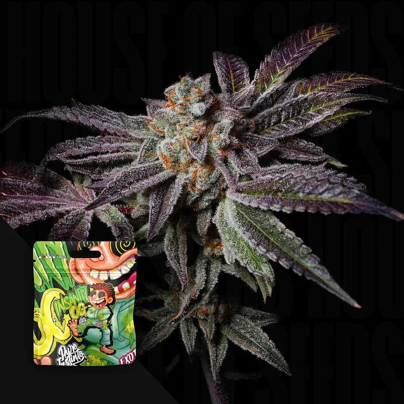 Insanity OG van Pure Instinto